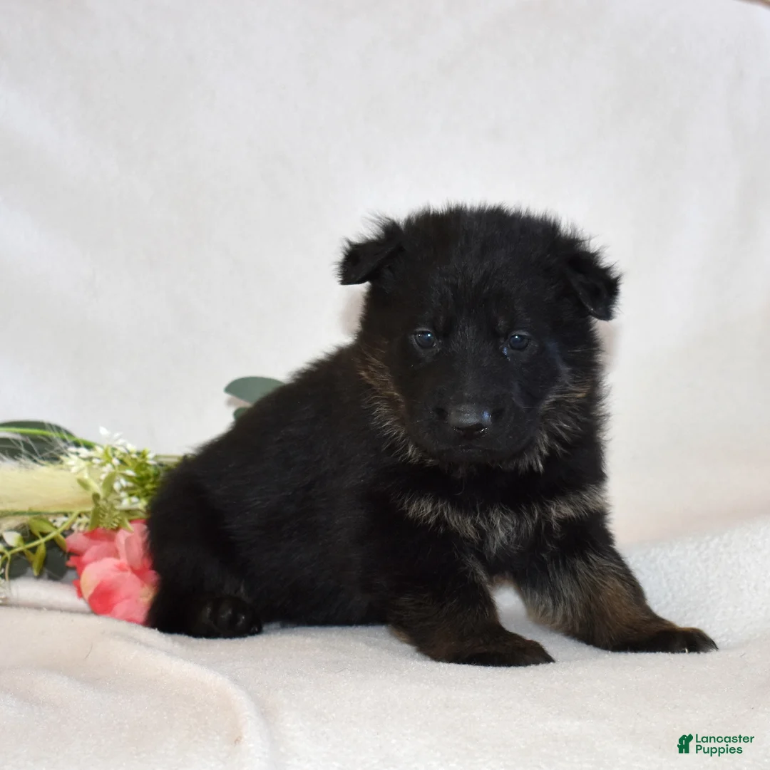 German Shepherd dogs for sale: Sky - Ad 5