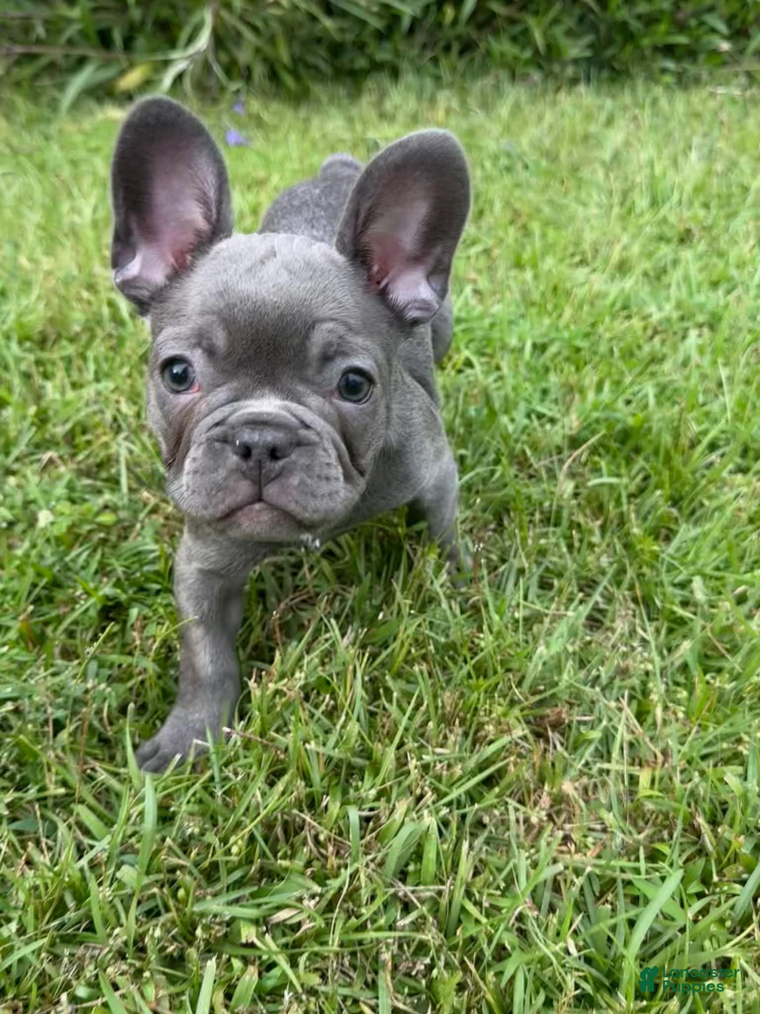 French Bulldog dogs French Bulldog Male - Rusty - Ad 2