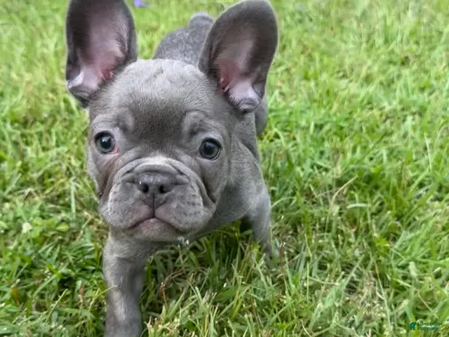 French Bulldog dogs French Bulldog Male - Rusty - Ad 2