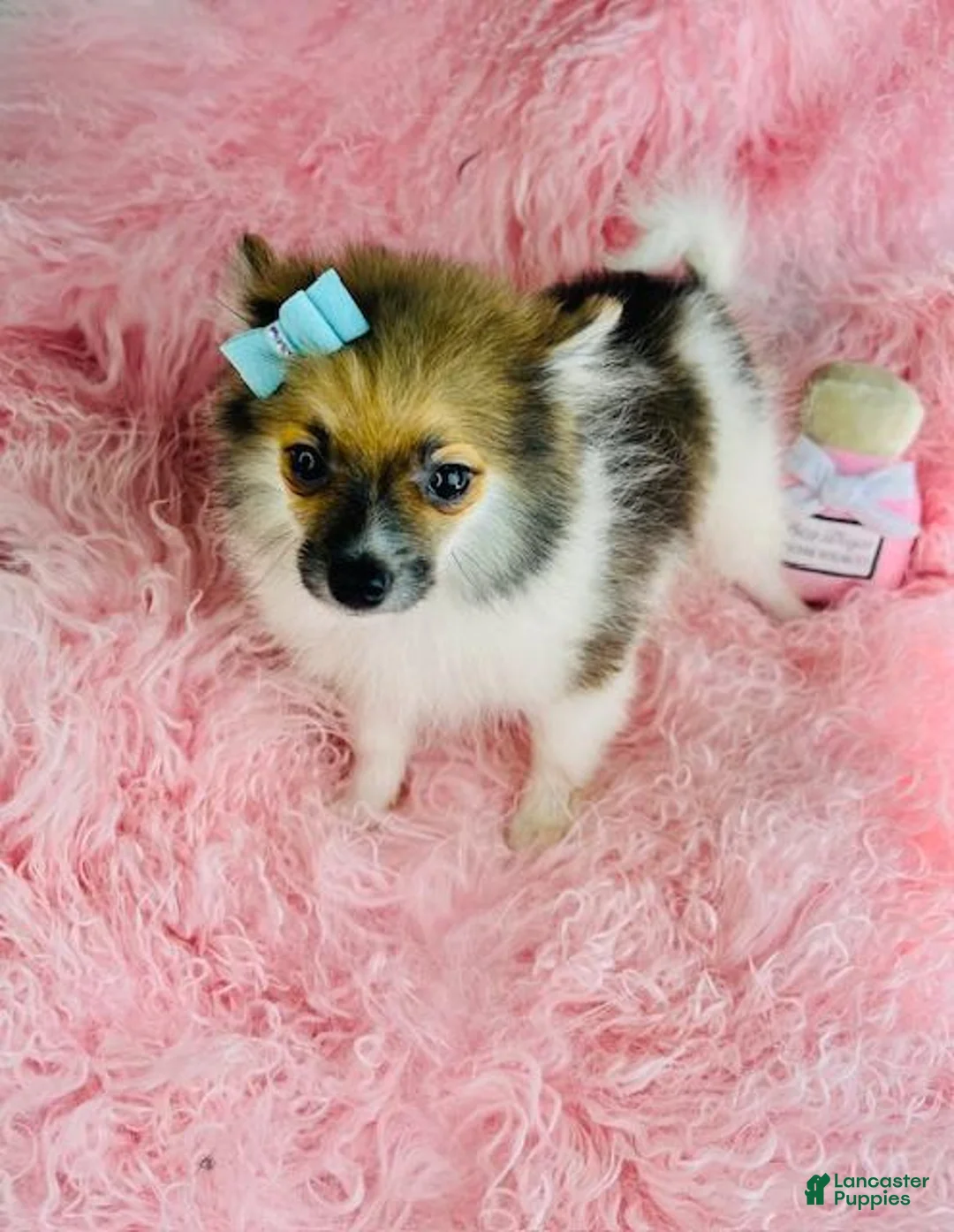 Pomeranian dogs for sale: Pomeranian Puppy 1 - Ad 1