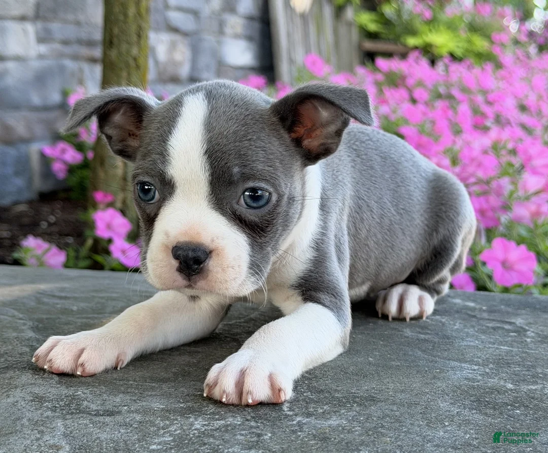 Boston Terrier dogs for sale: Cece - Ad 5