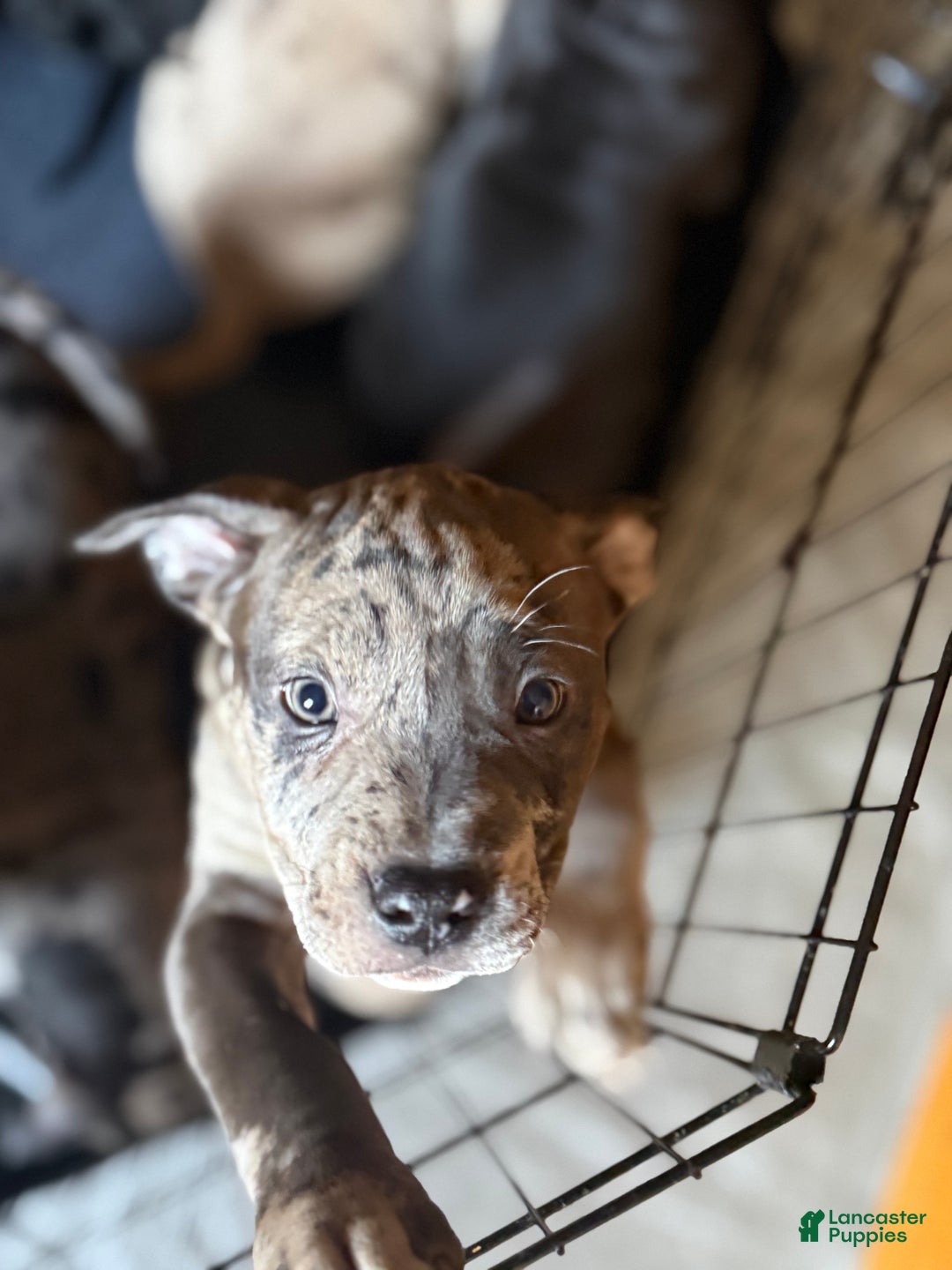 American Bully dogs for sale: Sandy(female) - Ad 9