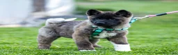 Akita dogs for sale: Fuji Akita Puppy  - Ad 4