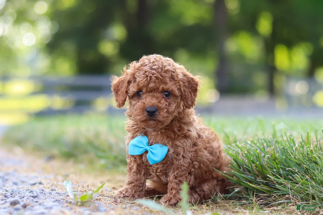 Cavapoo dogs for sale: Nash - Ad 2