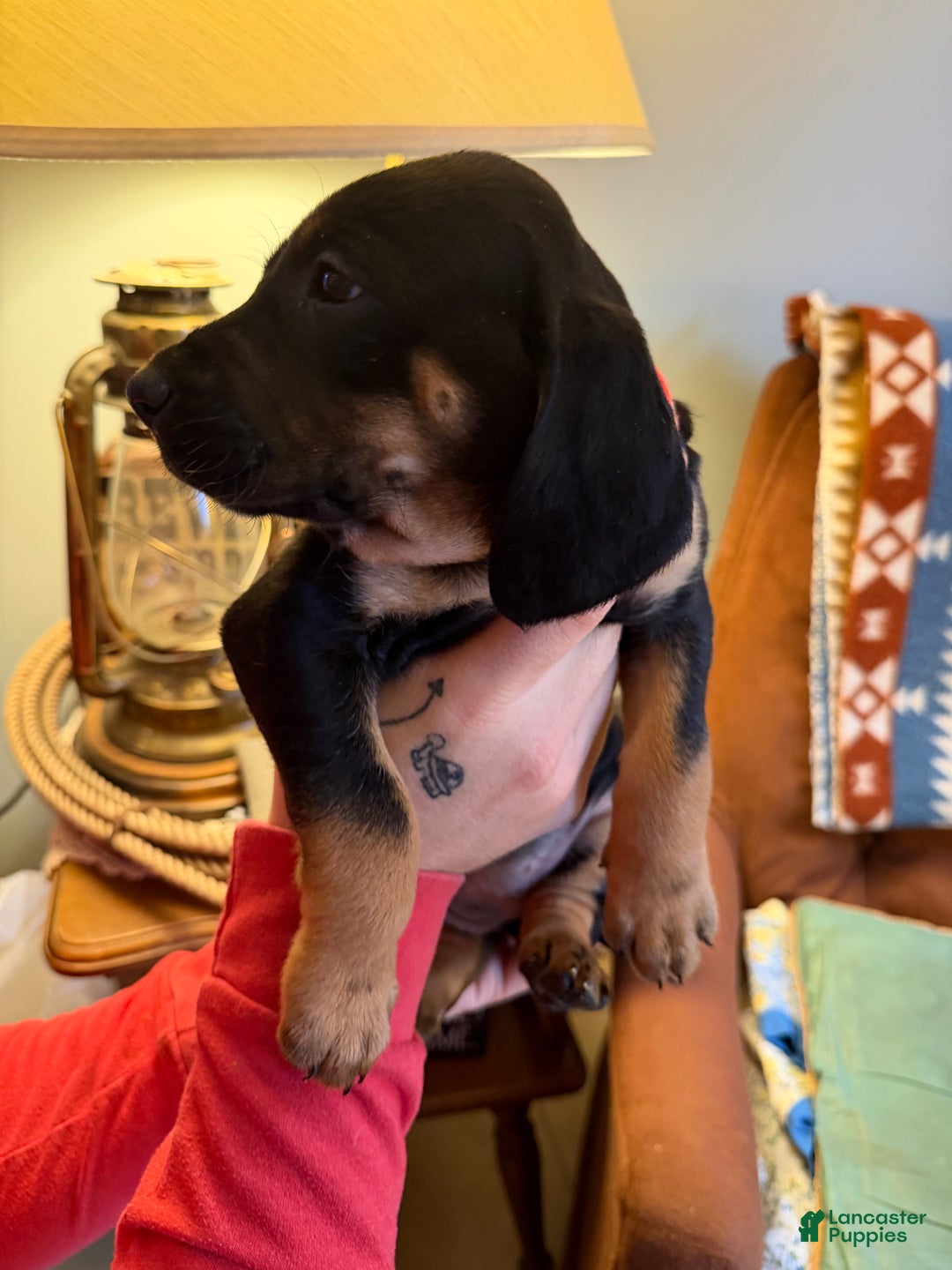 Mixed Breed dogs for sale: Shay - Ad 4