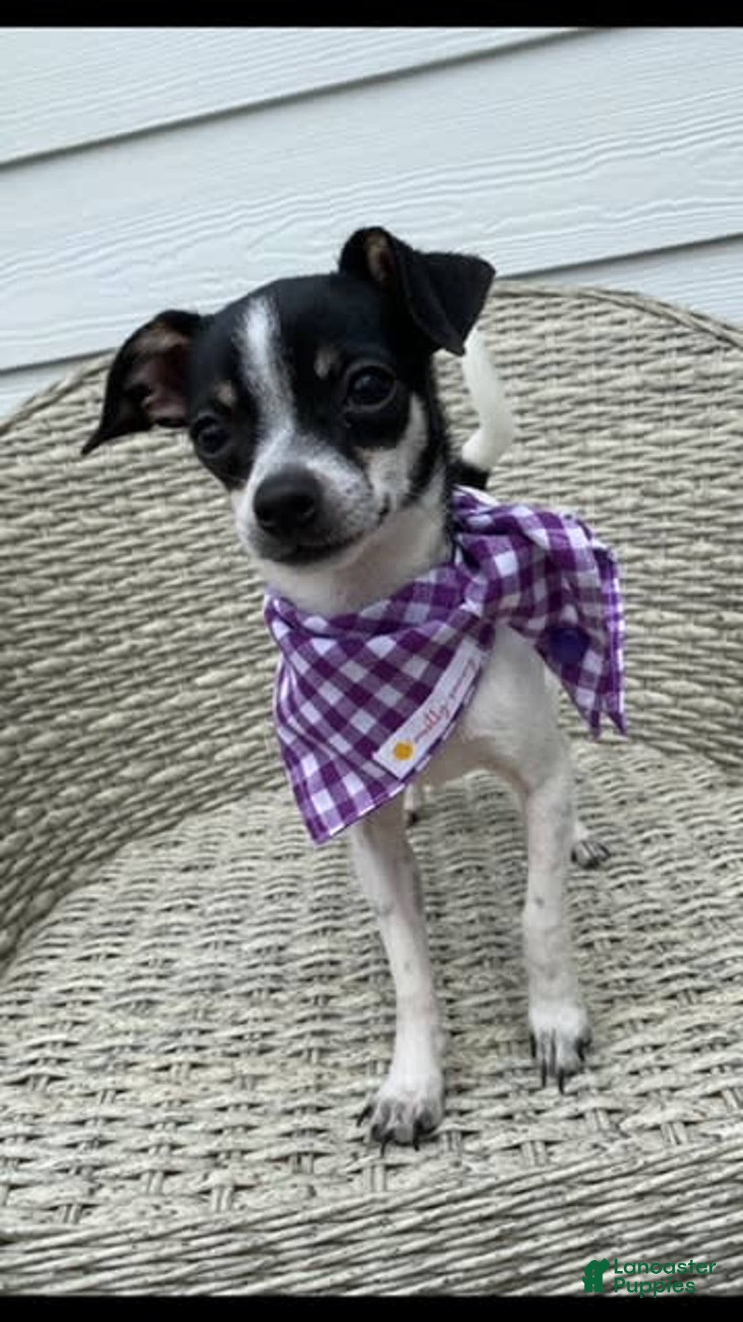 Gallery Image {{count}}