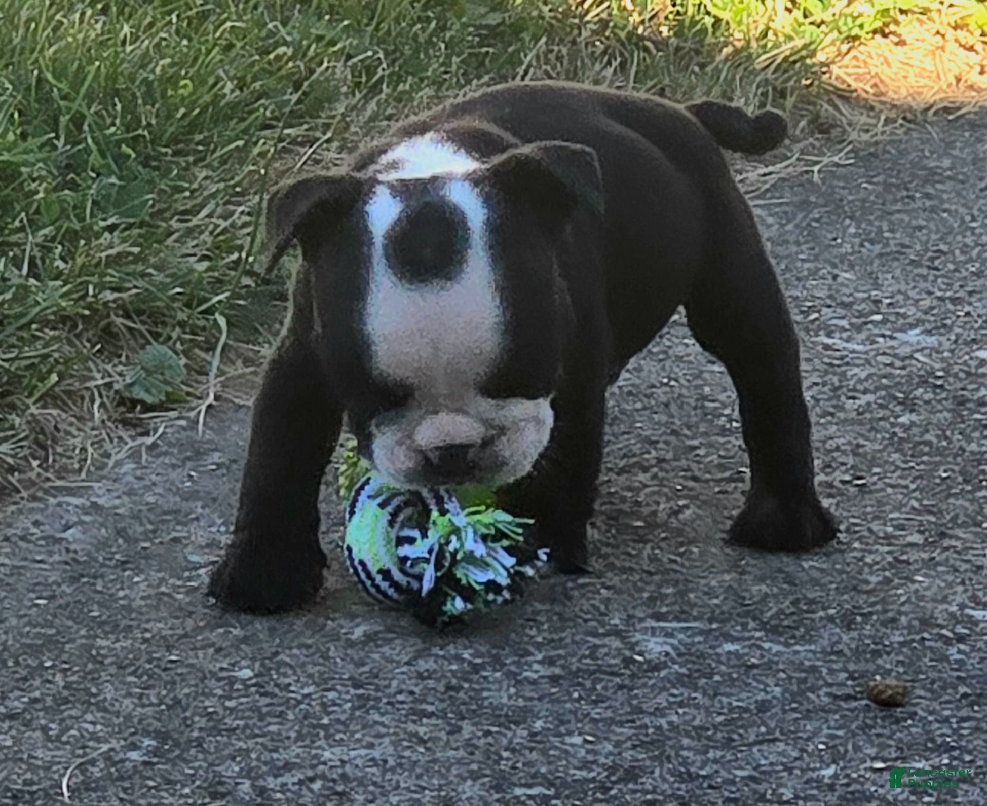 English Bulldog dogs Frank - Ad 2