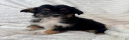 Mixed Breed dogs for sale: Willy  - Ad 2