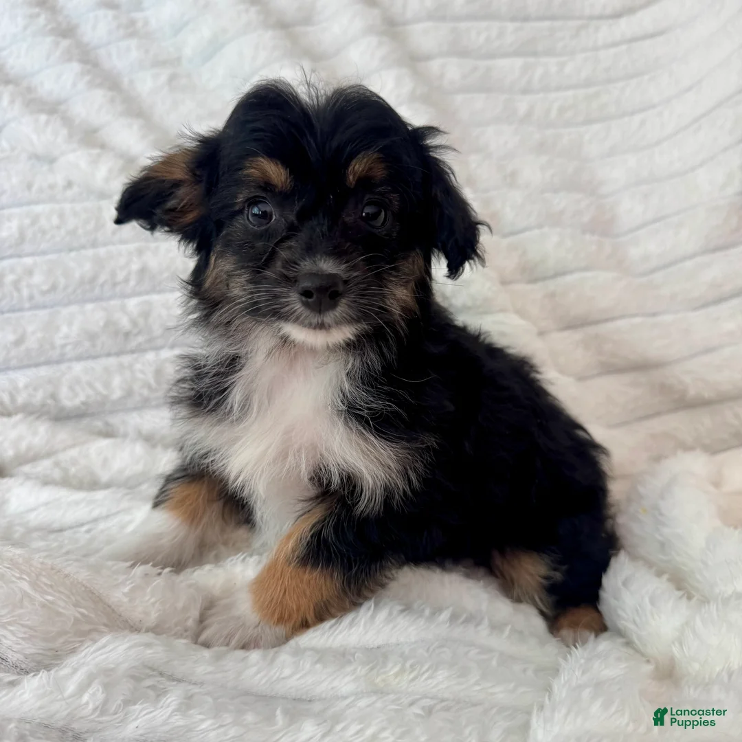 Mixed Breed dogs for sale: Willy  - Ad 2