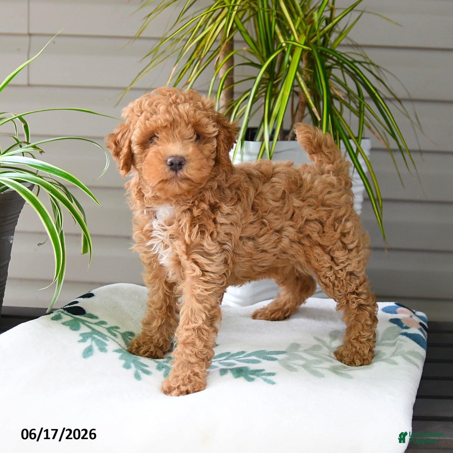 Miniature Poodle dogs Maggy - Ad 2
