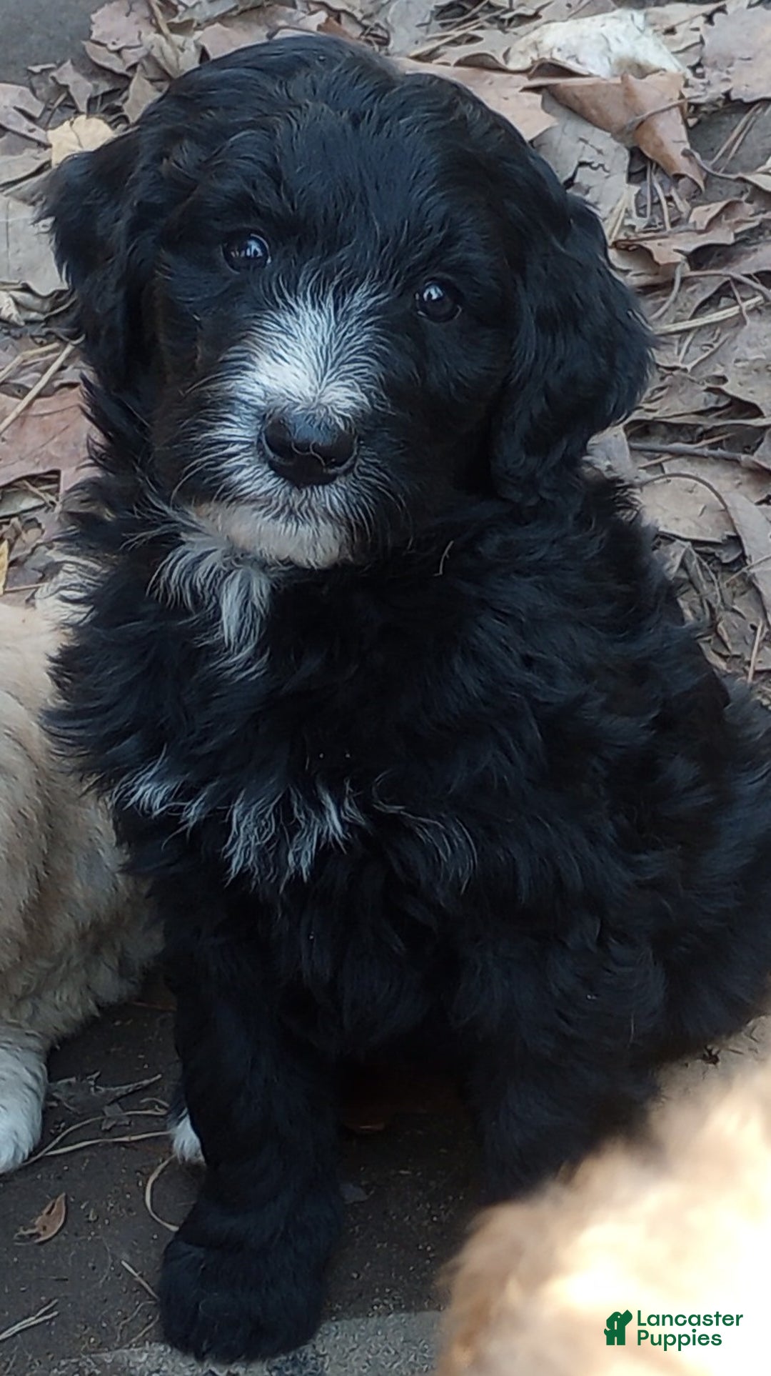 Bernedoodle dogs for sale: Betty! - Ad 1