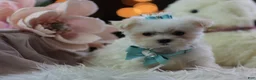 Maltese dogs for sale: Teacup Maltese 1 - Ad 3
