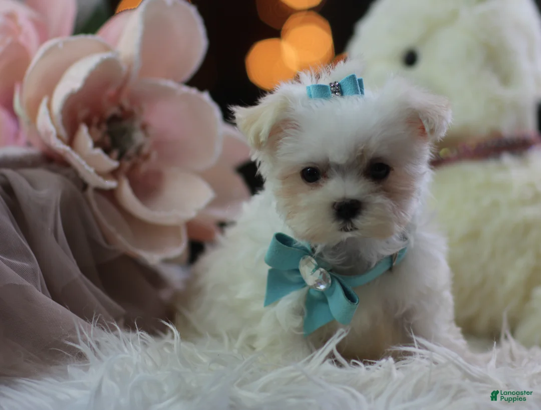 Maltese dogs for sale: Teacup Maltese 1 - Ad 3