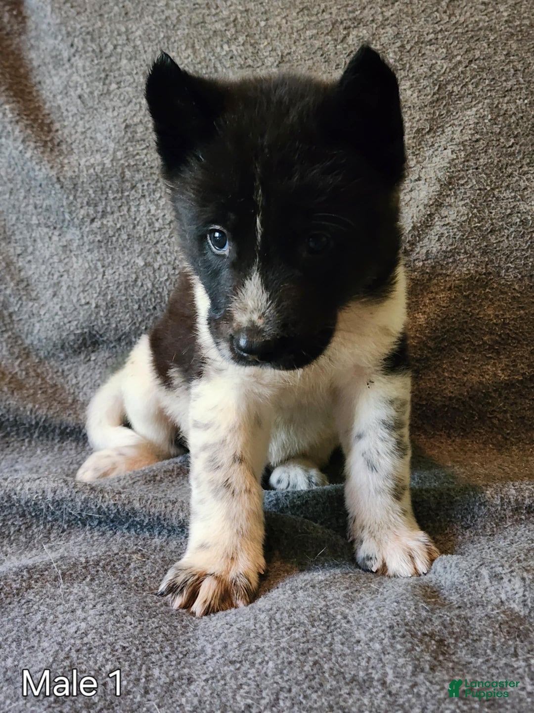 Akita dogs for sale: Akita Puppy Girl 5 - Ad 14