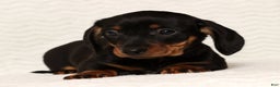 Miniature Dachshund dogs for sale: Rudolph - Ad 5
