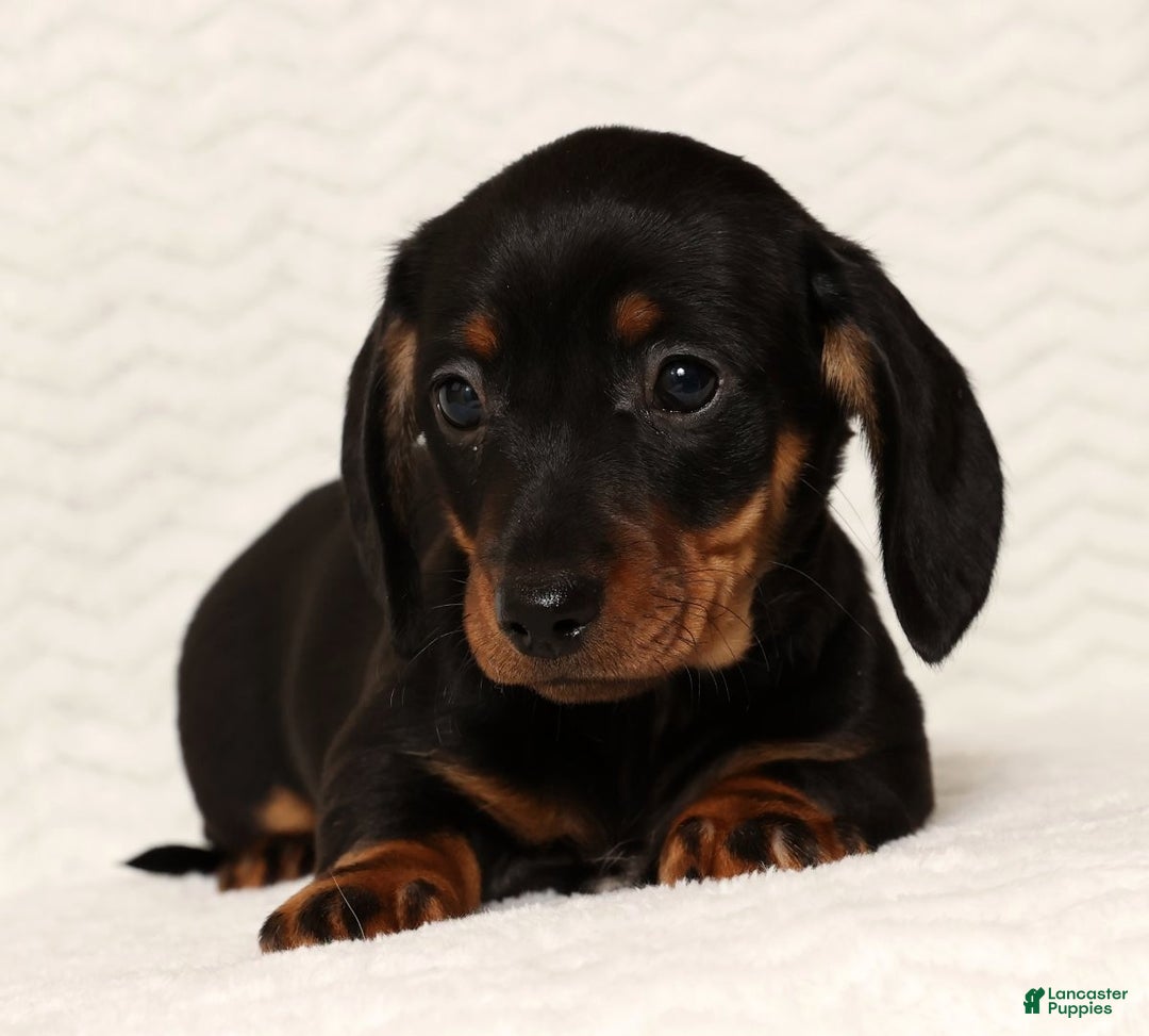 Miniature Dachshund dogs for sale: Rudolph - Ad 5