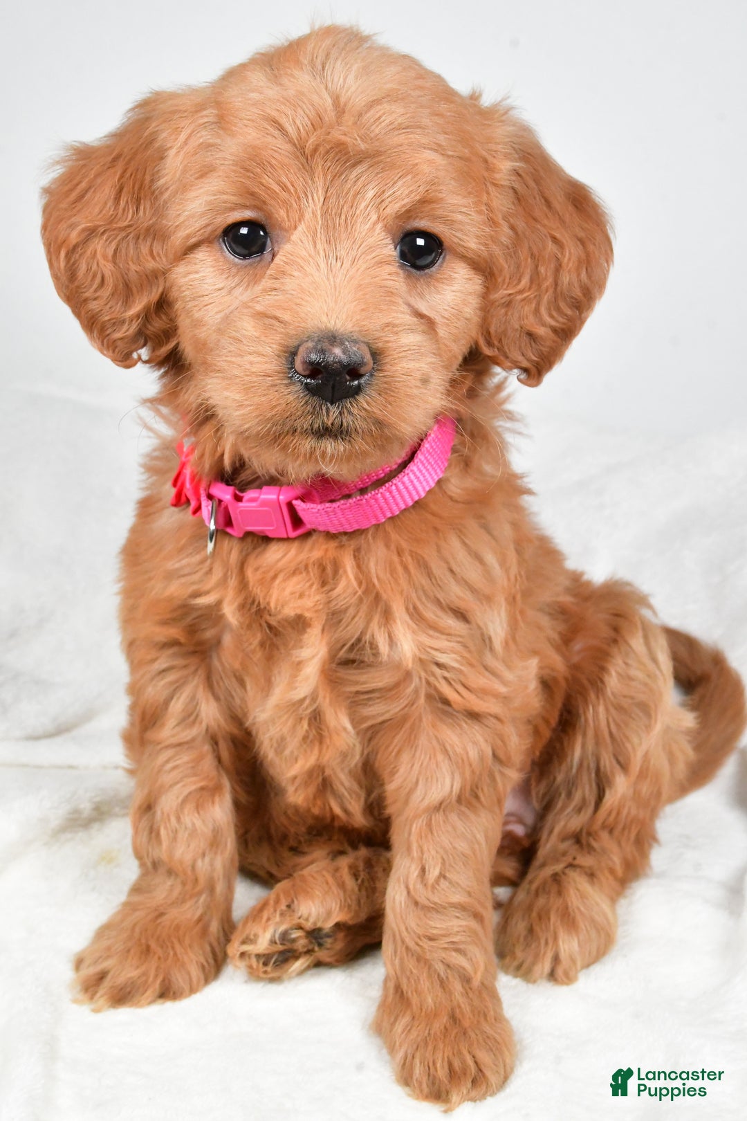 Mini Goldendoodle dogs for sale: Briella - Ad 2