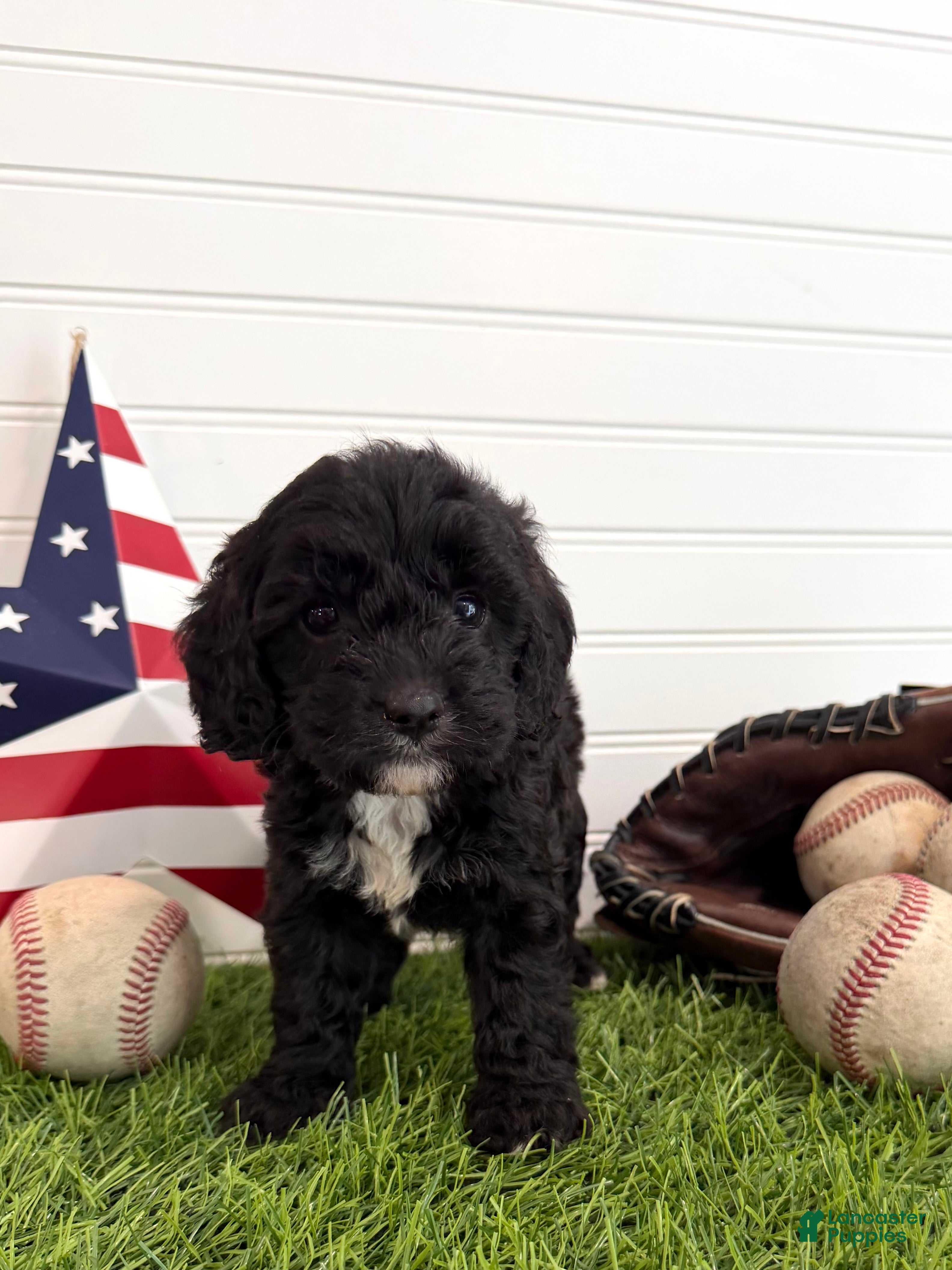 Cavapoo dogs Rocket - Ad 2