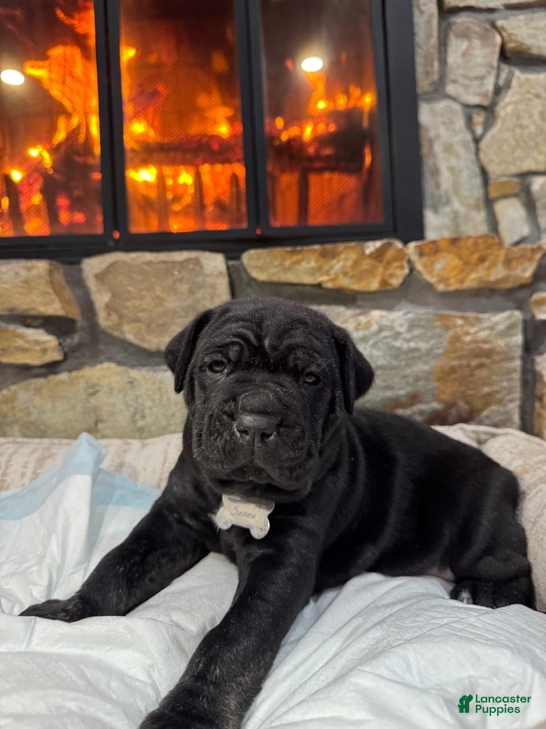Cane Corso dogs Soren - Ad 1