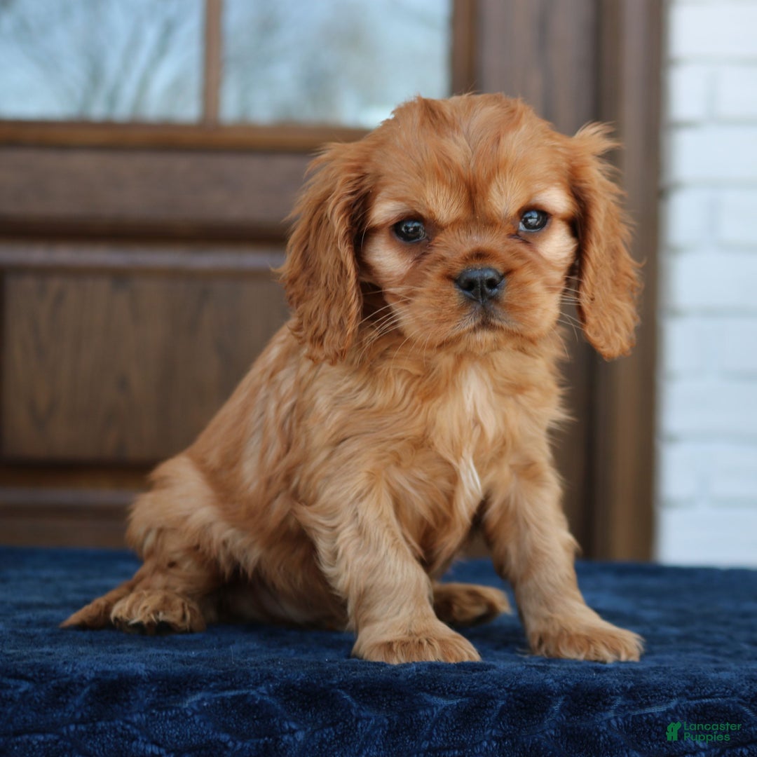 Cavapoo dogs for sale: Dean  - Ad 2