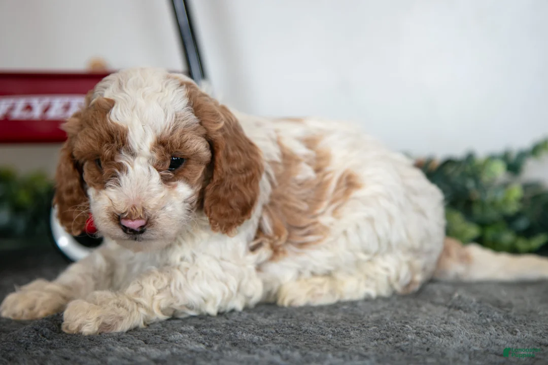 Miniature Poodle dogs for sale: Frida - Ad 3