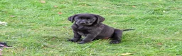 Labrador Retriever dogs for sale: Evangaline - Ad 5