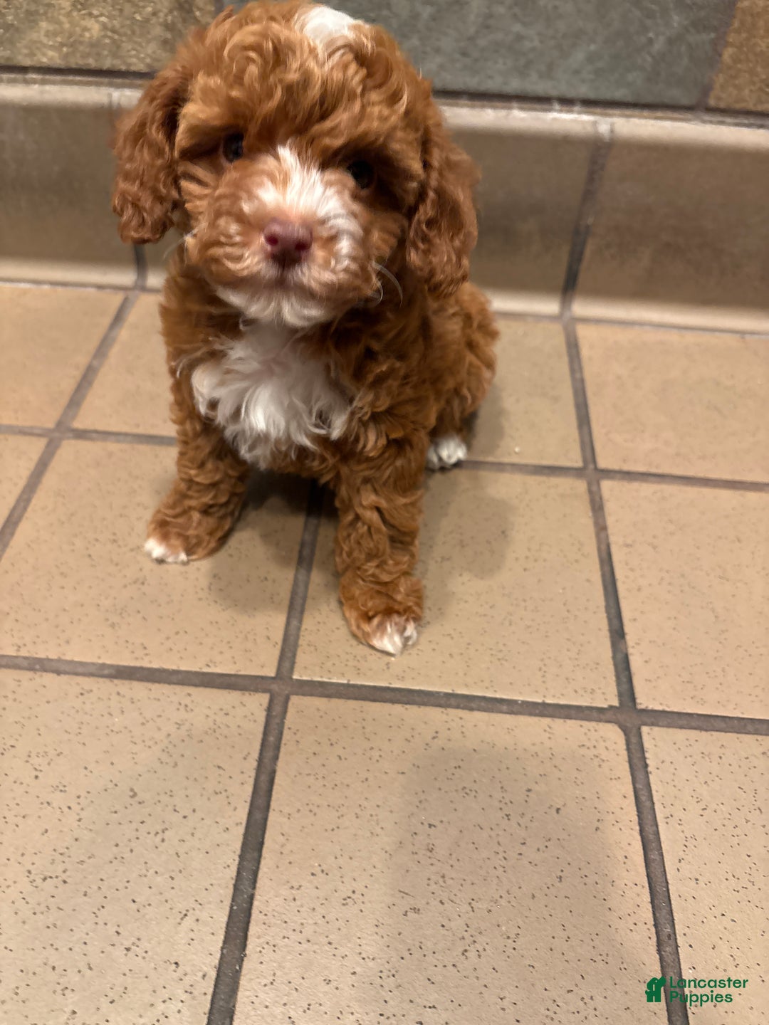 Toy Poodle dogs for sale: Rylee Green Eyes - Ad 1