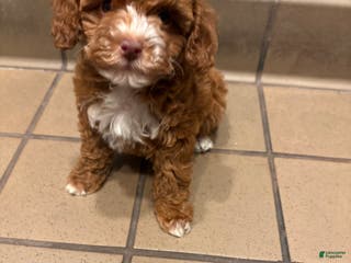 Toy Poodle dogs Rylee Green Eyes - Ad 18