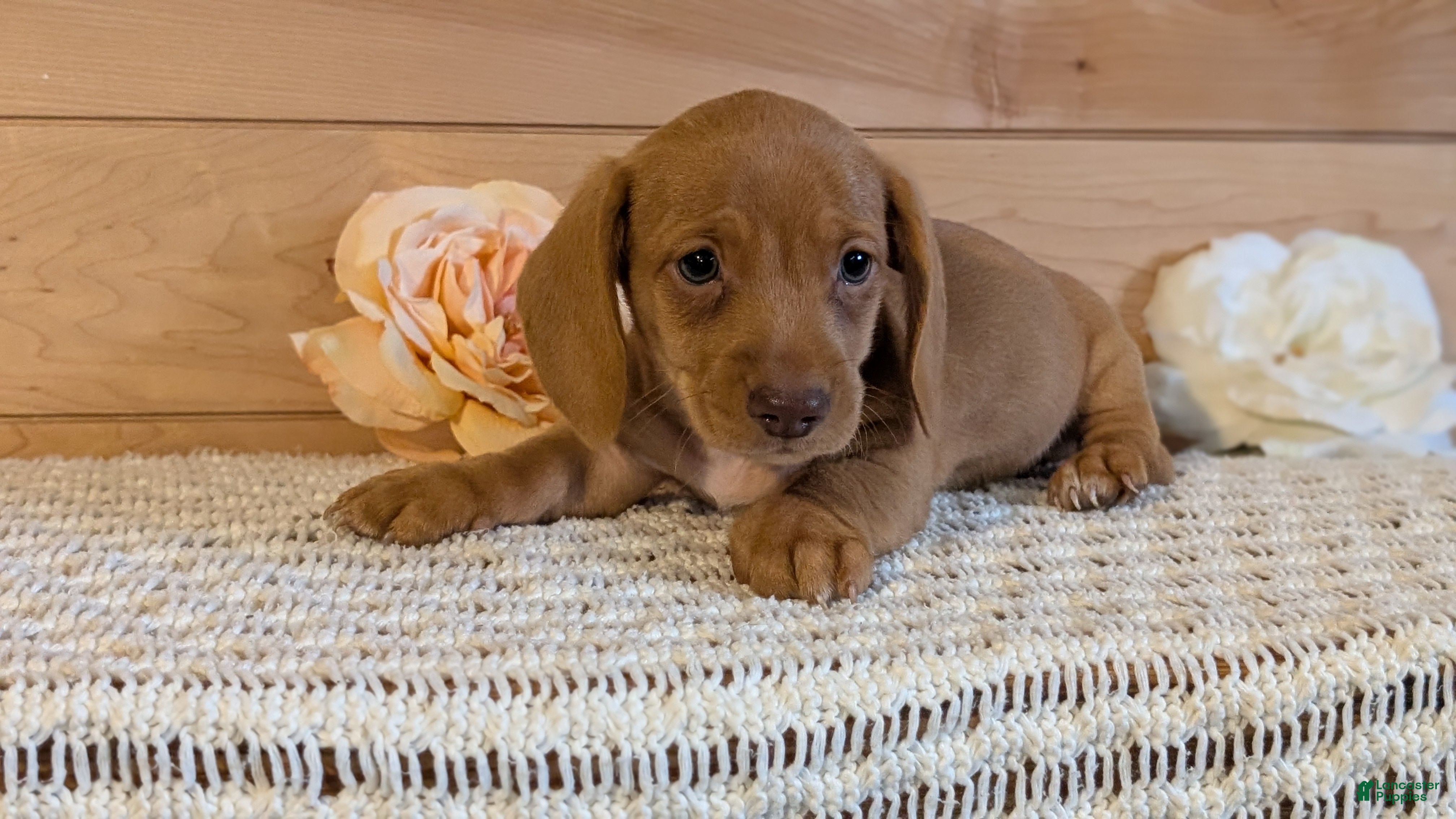 Miniature Dachshund dogs Hudson - Ad 2