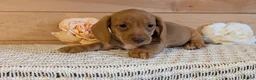 Miniature Dachshund dogs for sale: Hudson - Ad 2