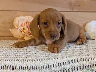 Miniature Dachshund dogs Hudson - Ad 2