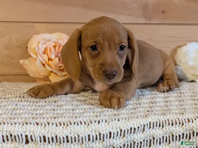 Miniature Dachshund dogs for sale: Hudson - Ad 2