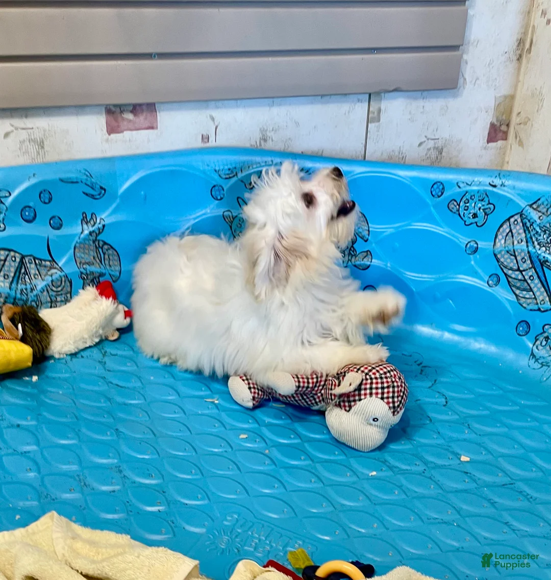 Mixed Breed dogs for sale: Sissy - Ad 7