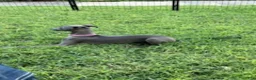 Italian Greyhound dogs for sale: Austin - Ad 5
