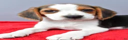 Beagle dogs for sale: Della - Ad 3