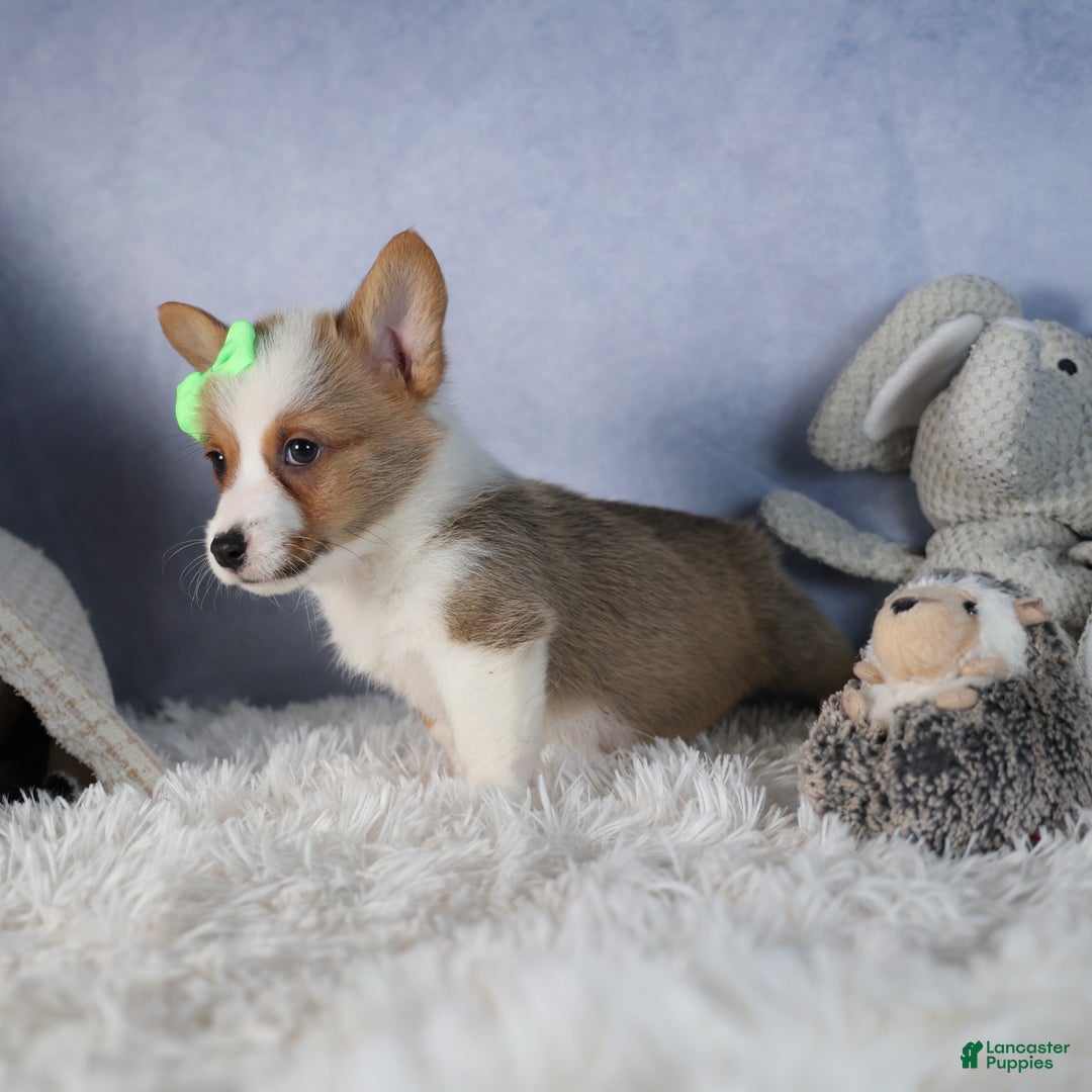 Welsh Corgi Pembroke dogs for sale: Dalton - Ad 8