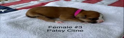 American Bulldog dogs for sale: Patsy Cline/ Female #3 - Ad 3