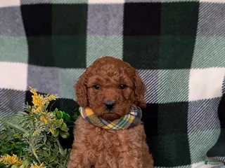 Miniature Poodle dogs for sale: Sanborn - Ad 1