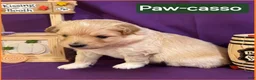 Mixed Breed dogs for sale: Samoyed - Poodle Doodle Sammypoo 3 - Ad 2