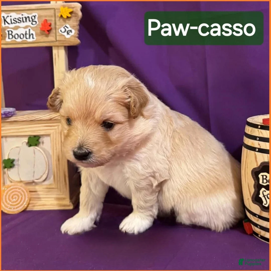 Mixed Breed dogs for sale: Samoyed - Poodle Doodle Sammypoo 3 - Ad 2
