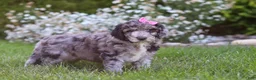 Newfypoo dogs for sale: Ally - Ad 5