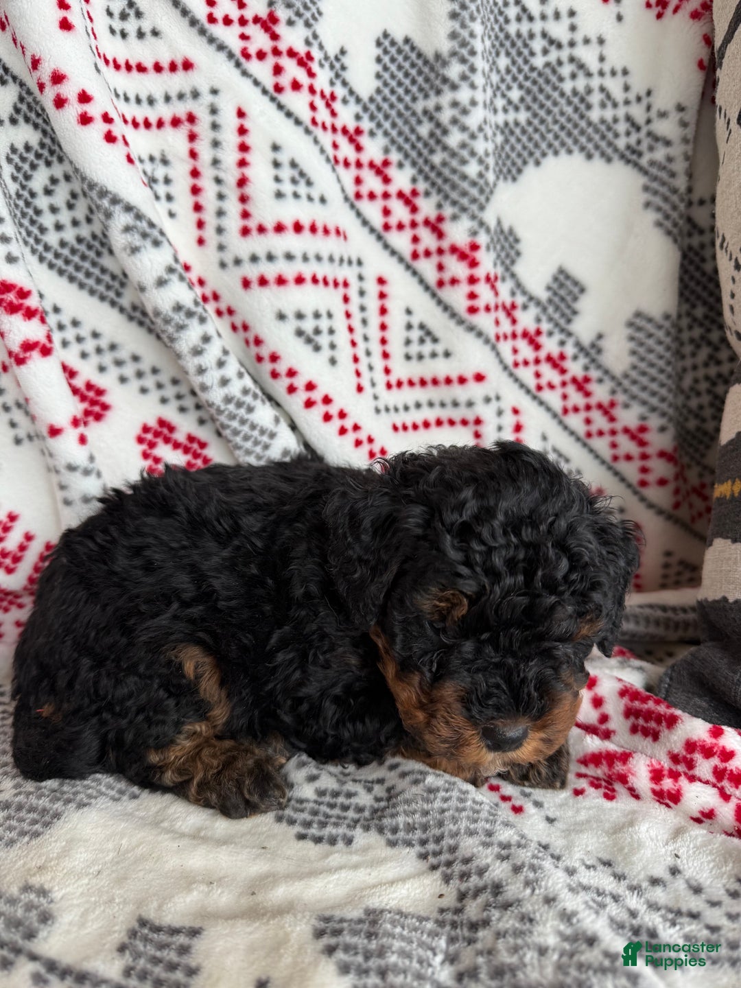 Mini Bernedoodle dogs for sale: Chance - Ad 2