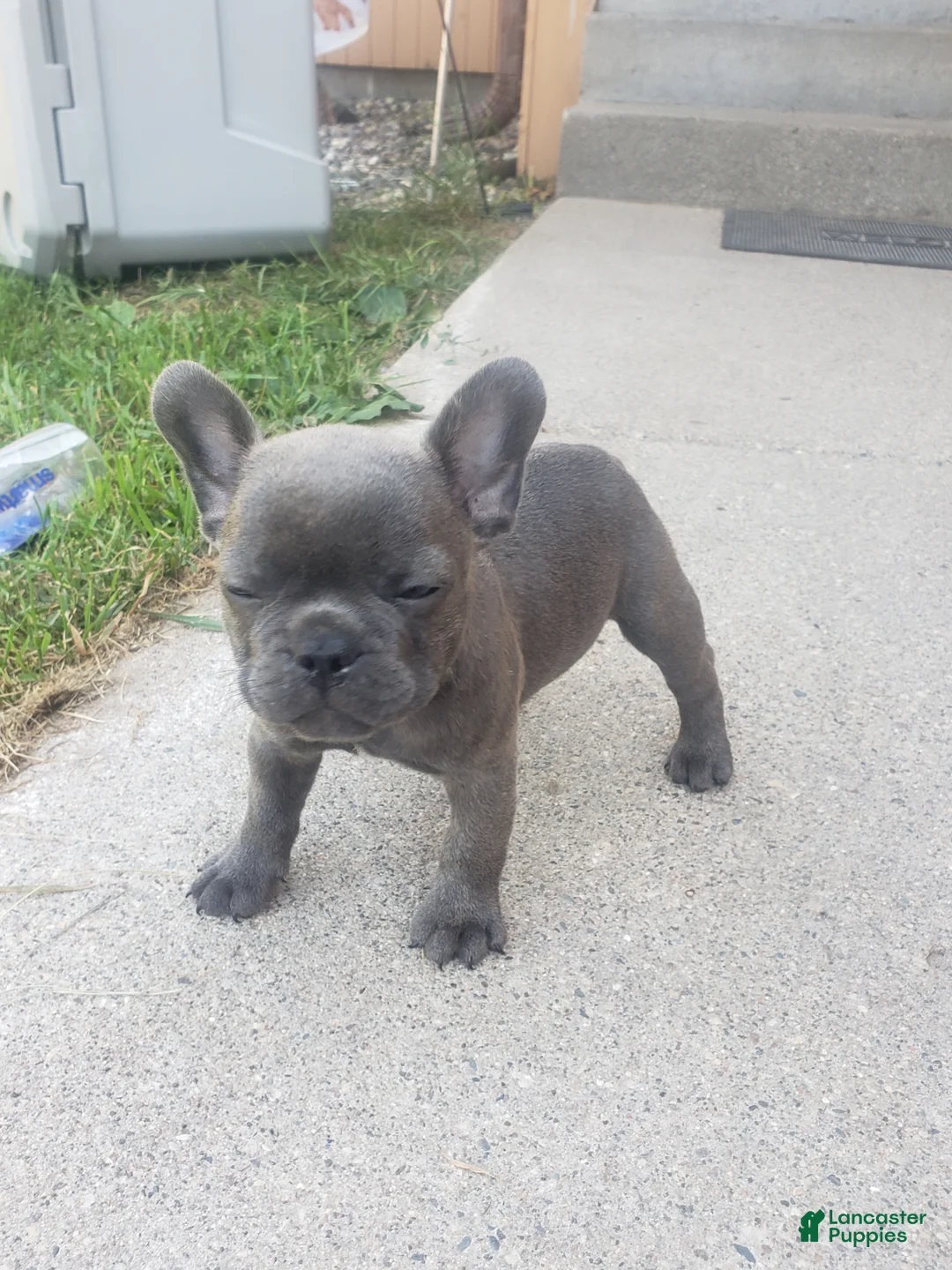 French Bulldog dogs for sale: Slate - Ad 4