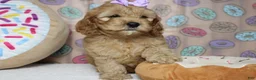 Cockapoo dogs for sale: Katie - Ad 2