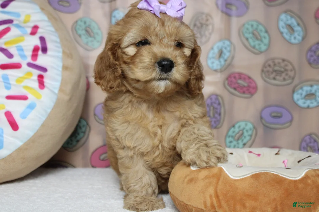 Cockapoo dogs for sale: Katie - Ad 2