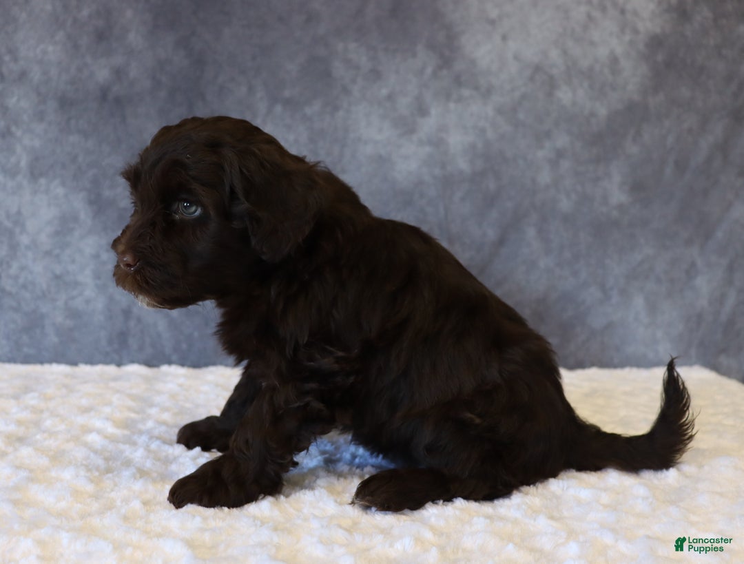 Portuguese Water Dog dogs for sale: Tiffany - Ad 2