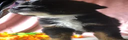 Australian Shepherd dogs for sale: Australian Shepherd 5 (female) - Ad 11