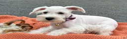 Miniature Schnauzer dogs for sale: Winnie - Ad 2