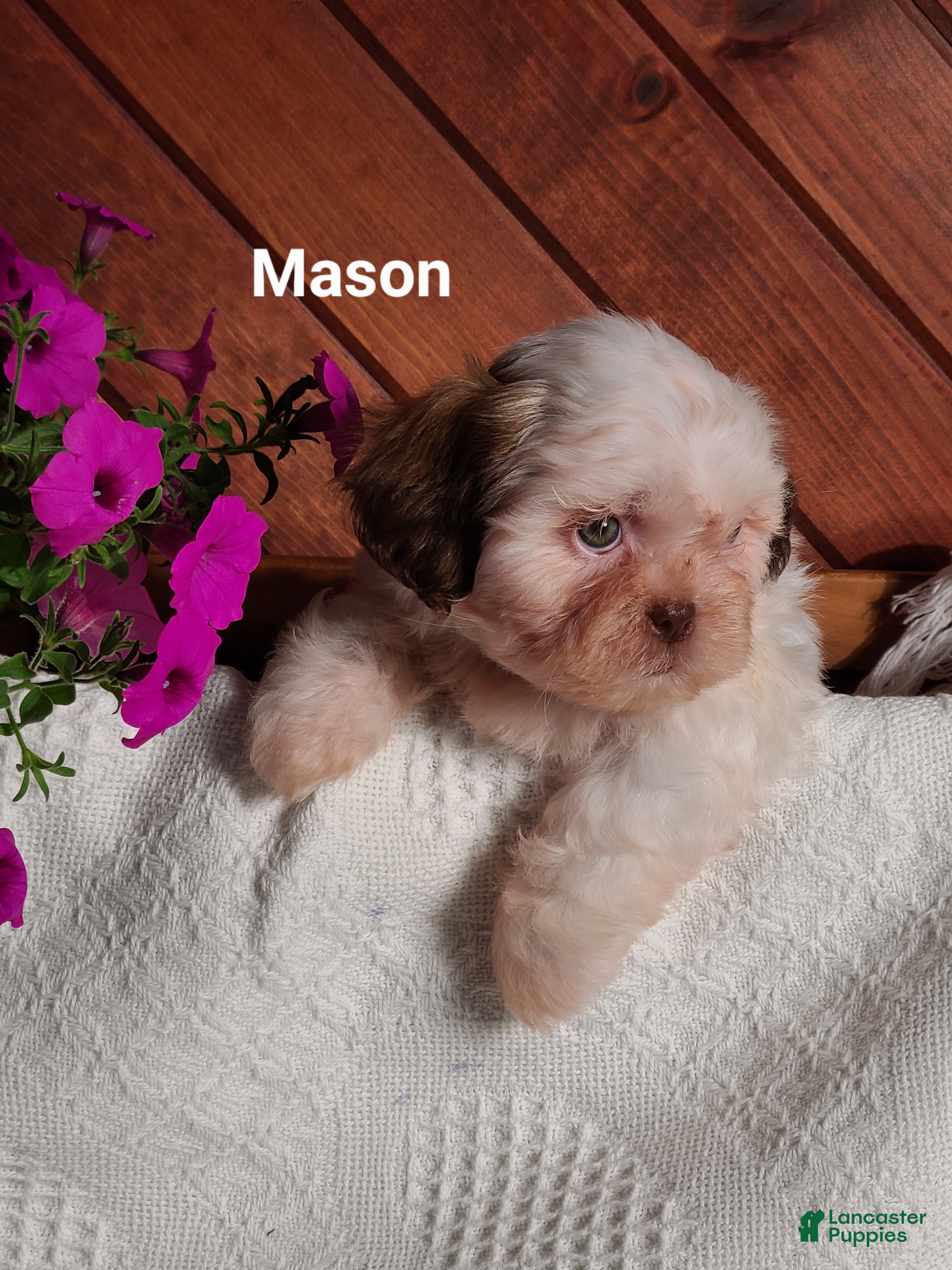 Shih Tzu dogs Mason - Ad 2