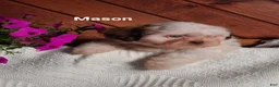 Shih Tzu dogs for sale: Mason - Ad 2